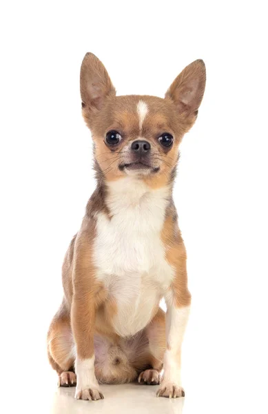 Lustige Braune Chihuahua Mit Großen Ohren Isoliert Auf Weißem Hintergrund — Stockfoto