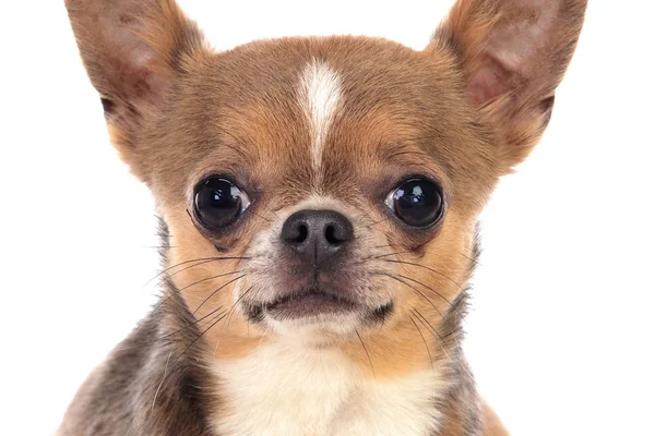 Drôle Chihuahua Brun Avec Grandes Oreilles Isolées Sur Fond Blanc — Photo