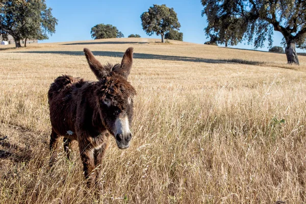 Beautiful brown donkey in a dry countryside