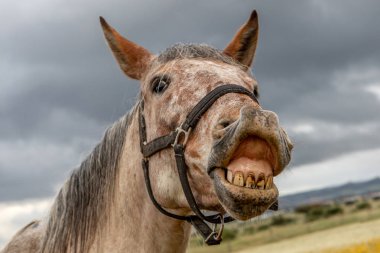 Ücretsiz bir at neighing yakın portresi