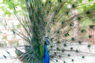 Büyüleyici sergisi sırasında inanılmaz tavus kuşu