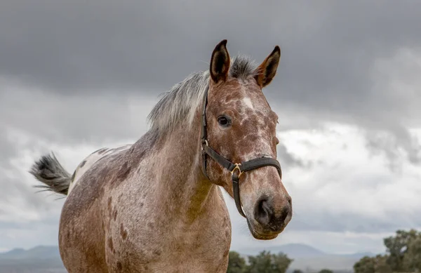 Cavallo Libero Prato Fiorito Con Fiori Gialli — Foto Stock