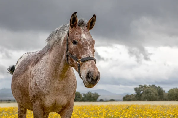 Gratis Paard Een Bloesem Weide Met Gele Bloemen — Stockfoto