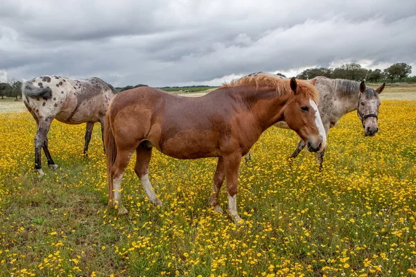 Free horses in a blossom meadow with yellow flowers