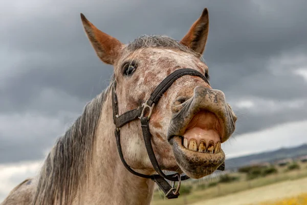 Close Portret Van Een Gratis Paard Buurt — Stockfoto