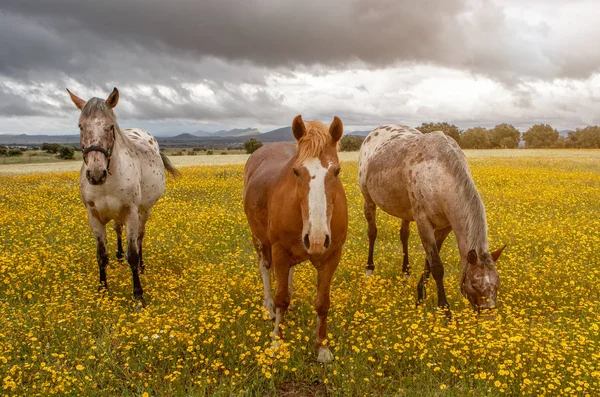 Três Belos Cavalos Prado — Fotografia de Stock