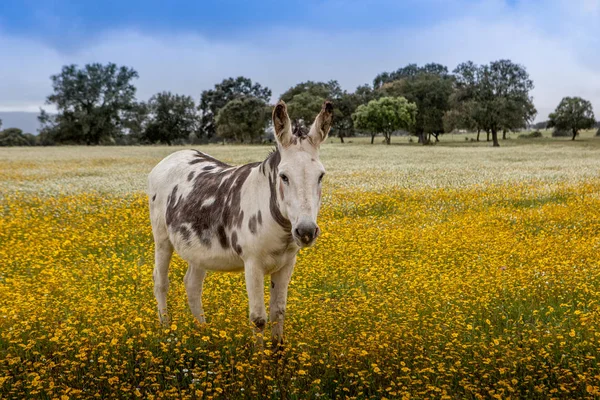 Wolny Koń Kwitnącej Łące Żółtymi Kwiatami — Zdjęcie stockowe