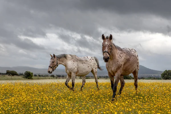 Zwei Schöne Pferde Auf Der Weide — Stockfoto