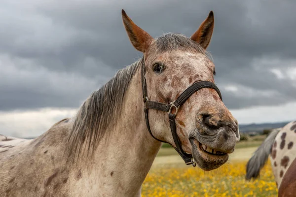 Close Retrato Cavalo Livre Correndo — Fotografia de Stock