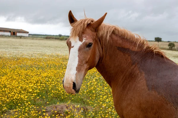 自由马在花草甸与黄花 — 图库照片