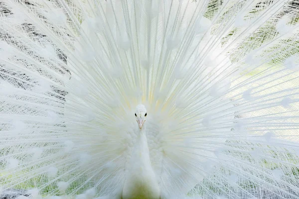 Erstaunliche Weiße Pfau Öffnet Seinen Schönen Schwanz — Stockfoto