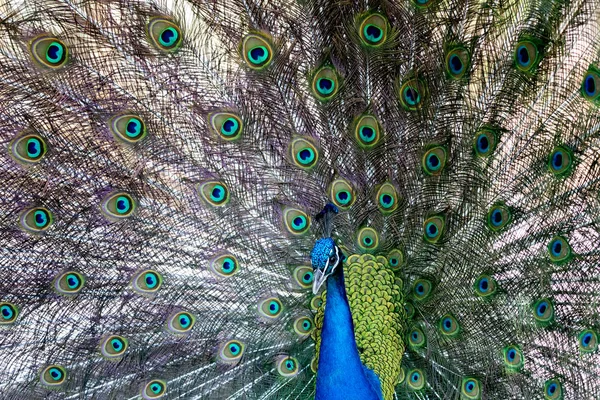 Increíble Pavo Real Durante Exposición Para Apareamiento — Foto de Stock