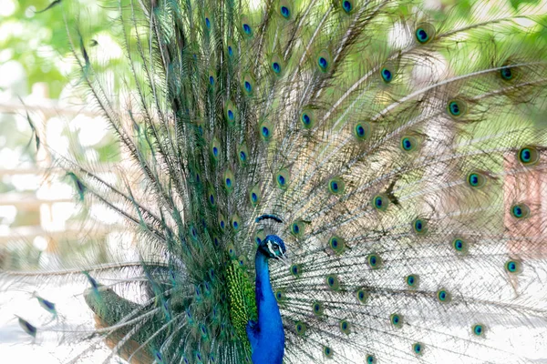 Büyüleyici sergisi sırasında inanılmaz tavus kuşu