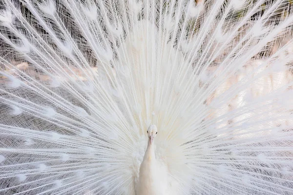 Amazing White Peacock Opening Its Beautiful Tail — Stock Photo, Image