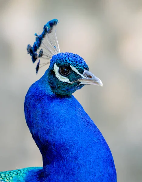 Portrait Étonnant Paon Avec Belles Plumes Bleues — Photo