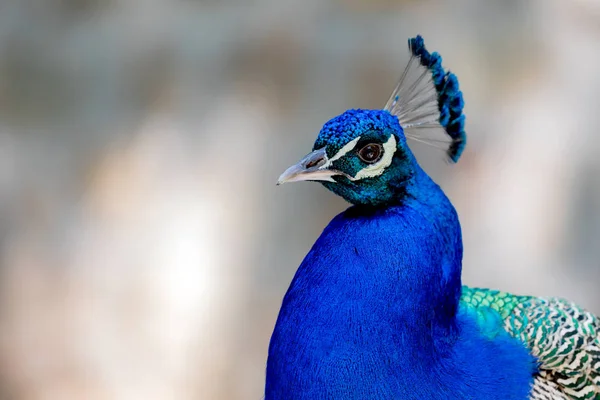 Portrait Étonnant Paon Avec Belles Plumes Bleues — Photo