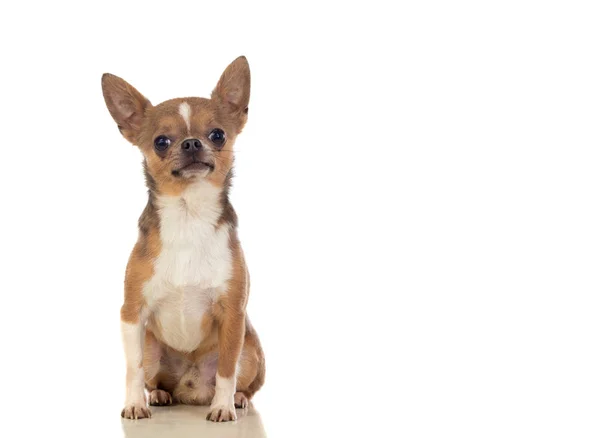 Funny Brown Chihuahua Big Ears Isolated White Background — Stock Photo, Image