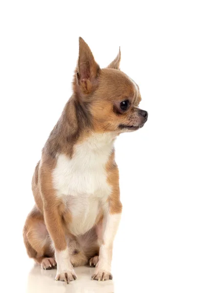 Chihuahua Marrón Divertido Con Grandes Orejas Aisladas Sobre Fondo Blanco —  Fotos de Stock