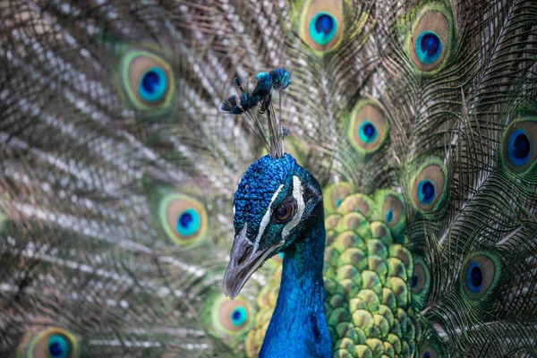 Fantastisk Peacock Hans Utställning För Parning Royaltyfria Stockfoton