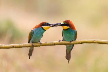 Erkek arı yiyici ortağına bir böcek veren