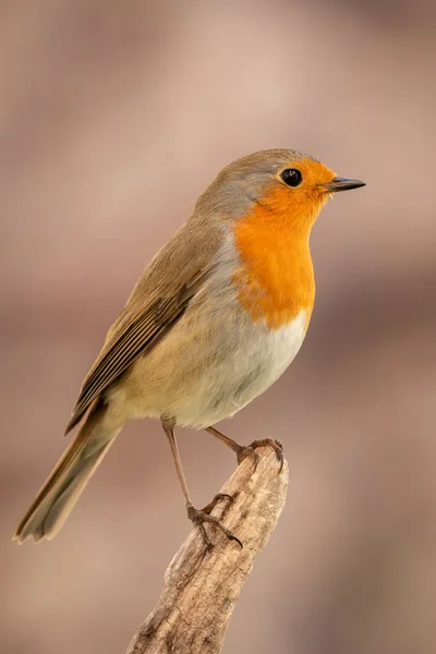 Grazioso uccello con un bel piumaggio rosso arancio — Foto Stock