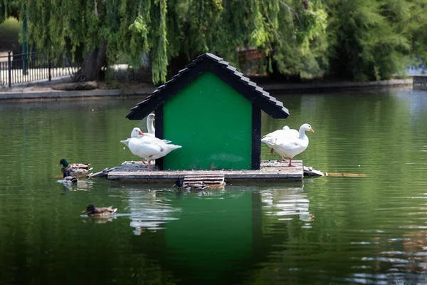Geesy v zeleném domě uprostřed jezera — Stock fotografie