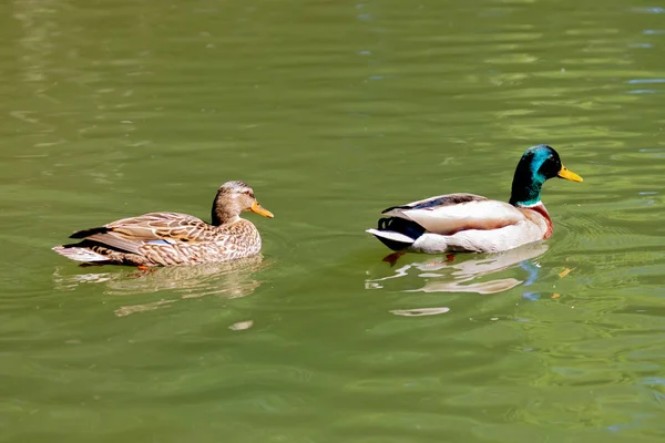 Gyönyörű kacsa úszik a tóban. — Stock Fotó