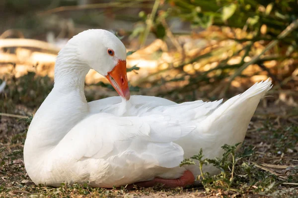 Gyönyörű fehér kacsa — Stock Fotó
