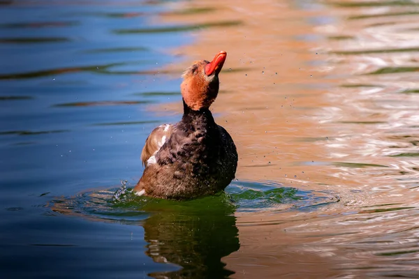 Belo pato nadando em um lago — Fotografia de Stock