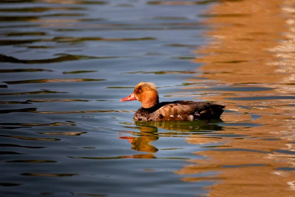 Hermoso pato nadando en un lago —  Fotos de Stock