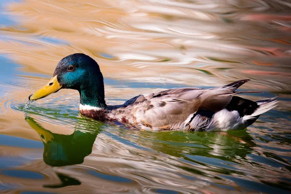 Красивая утка плавает в озере — стоковое фото
