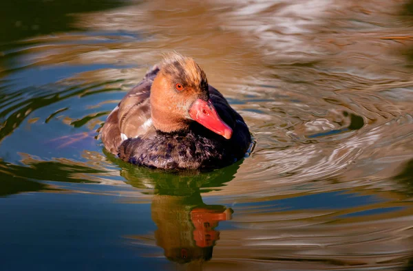 Vacker anka som simmar i en sjö — Stockfoto