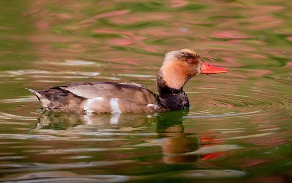 Gyönyörű kacsa úszik a tóban. — Stock Fotó