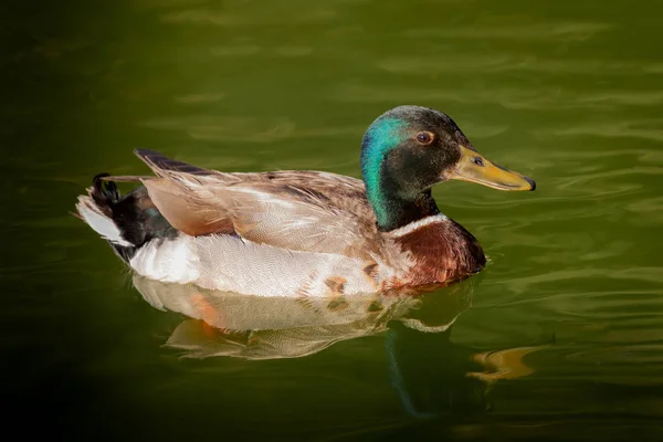 Hermoso pato nadando en un lago —  Fotos de Stock