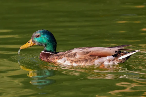 Gyönyörű kacsa úszik a tóban. — Stock Fotó