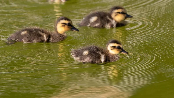 Hermosa familia de patos nadando —  Fotos de Stock