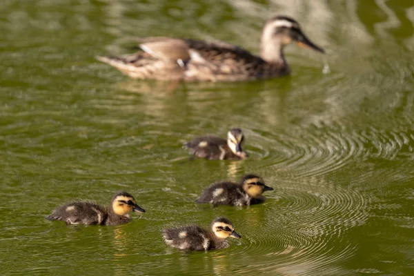 Hermosa familia de patos nadando —  Fotos de Stock