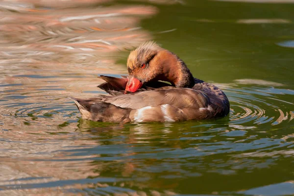 Hermoso pato nadando en un lago —  Fotos de Stock