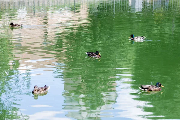 Cinco patos nadando em um lago Imagens De Bancos De Imagens