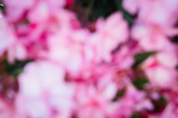 Pink unfocused flowers — Stock Photo, Image