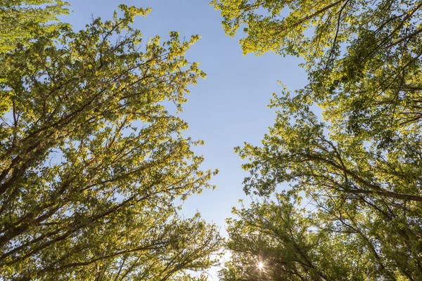 The tops of the trees — Stock Photo, Image