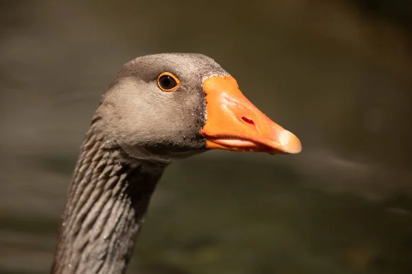 Portrait of a grey goose — Stock Photo, Image