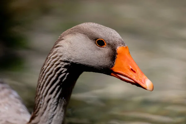 Retrato de un ganso gris — Foto de Stock