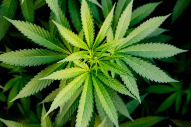 Tıbbi Kenevir ürün neredeyse hasat için hazır  