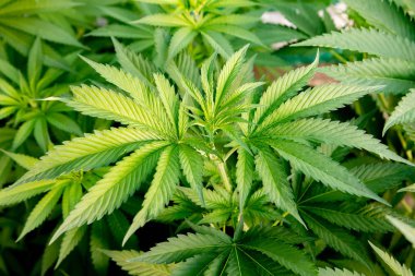 Tıbbi Kenevir ürün neredeyse hasat için hazır  