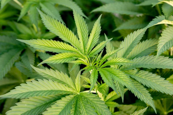 Cultivo de cannabis medicinal casi listo para cosechar — Foto de Stock