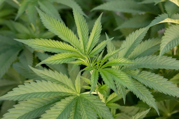 Cultivo de cannabis medicinal casi listo para cosechar — Foto de Stock