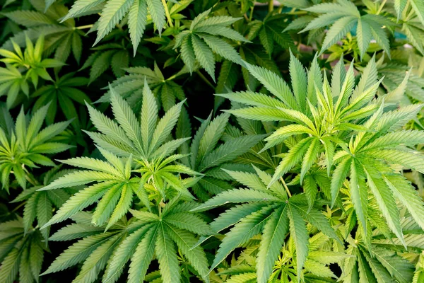 Culturas médicas de cannabis quase prontas para a colheita — Fotografia de Stock