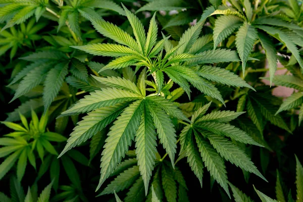 Coltivazione medica di cannabis quasi pronta per la raccolta — Foto Stock