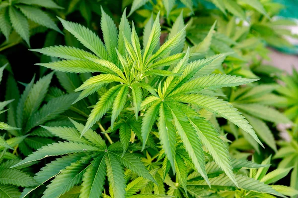 Culturas médicas de cannabis quase prontas para a colheita — Fotografia de Stock